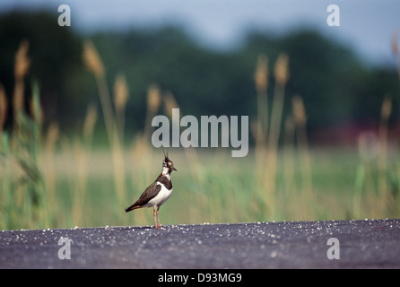 Kiebitz stehend auf Straße Stockfoto