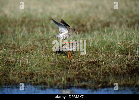 Gemeinsamen Rotschenkel Paarung Stockfoto