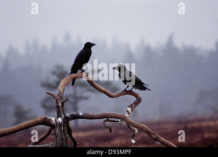 Vögel auf AST thront Stockfoto