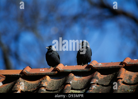 Vögel hocken auf Ziegeldach Stockfoto