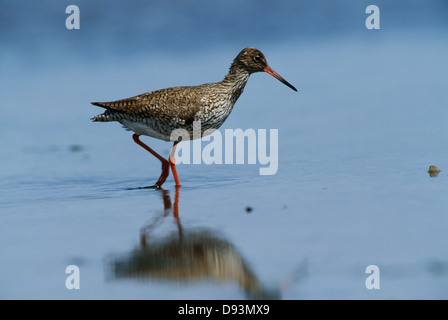 Rotschenkel zu Fuß in Wasser Stockfoto