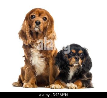 Zwei Cavalier King Charles Spaniels sitzen und liegen zusammen auf weißen Hintergrund Stockfoto