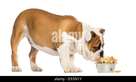 Englische Bulldogge Welpen Essen aus einer Schüssel voller Kekse, 4 Monate alt, vor weißem Hintergrund Stockfoto