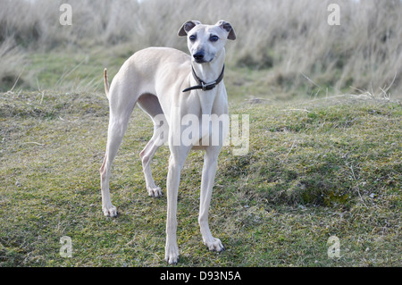 weiße Whippet Jagdhund Rasse Hund stehend gestellt noch auf einem grünen Rasen Hügel suchen UK Stockfoto