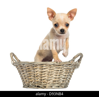 Porträt von Chihuahua Welpen im Weidenkorb vor weißem Hintergrund stehen Stockfoto