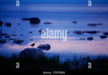 Silhouette der Vogel auf Stein Fluss, Seitenansicht Stockfoto