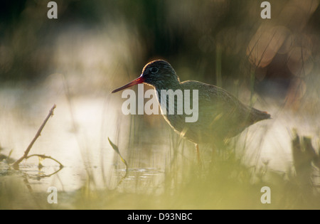 Vogel-stehend im Wasser, Seitenansicht Stockfoto