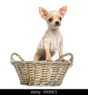 Chihuahua Welpen im Weidenkorb vor weißem Hintergrund stehen Stockfoto