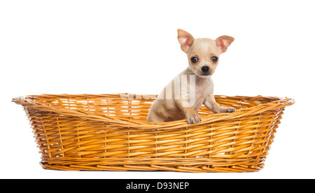 Chihuahua Welpen in großen Weidenkorb auf weißen Hintergrund Stockfoto