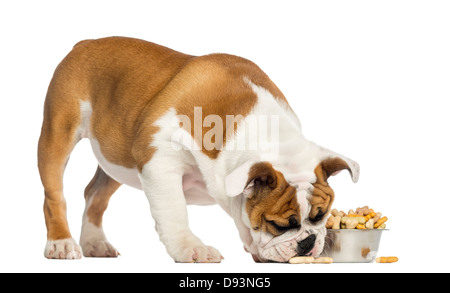 Englische Bulldogge Welpen Essen aus einer Schüssel voller Kekse, 4 Monate alt, vor weißem Hintergrund Stockfoto