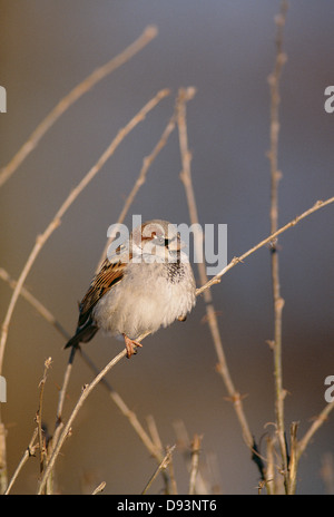 Spatz, hocken auf Zweig Stockfoto