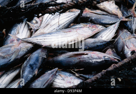 Fisch gefangen in Angeln net, Nahaufnahme Stockfoto