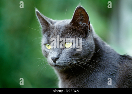Ansicht der Katze, Nahaufnahme Stockfoto