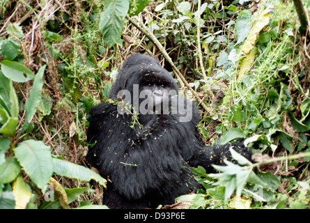 Gorilla im Dschungel, Nahaufnahme Stockfoto