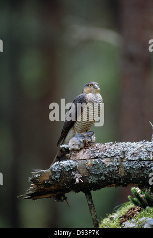 Sperber auf Ast, Nahaufnahme Stockfoto