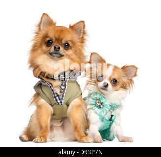 Zwei verkleidete Chihuahuas, 10 Monate und 2 Jahre alt, sitzen nebeneinander vor weißem Hintergrund Stockfoto