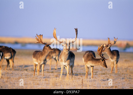 Damwild stehen auf Wiese Stockfoto