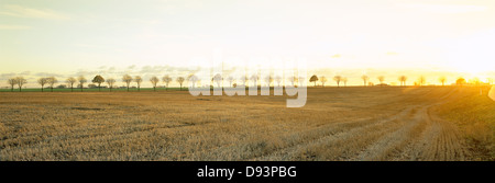 Sonnenlicht über Feld im Herbst. Stockfoto