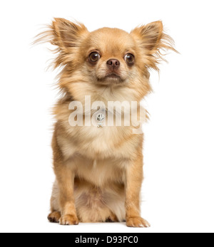 Chihuahua tragen ausgefallene Kragen, 2 Jahre alt, sitzt vor weißem Hintergrund Stockfoto