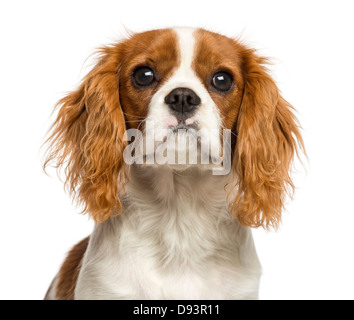 Nahaufnahme des Cavalier King Charles Spaniel Welpe, 5 Monate alt, vor weißem Hintergrund Stockfoto