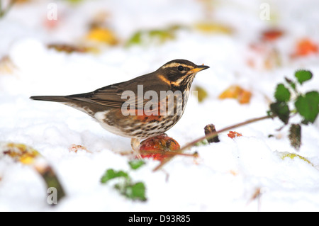 Eine Rotdrossel Fütterung auf einen Apfel im Schnee Stockfoto