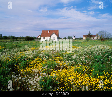 Blumen wachsen vor Haus Stockfoto
