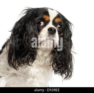 Nahaufnahme des Cavalier King Charles Spaniel, 5 Jahre alt, vor weißem Hintergrund Stockfoto