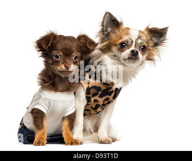 Chihuahua Welpen, 3 und 9 Monate alt, sitzt vor weißem Hintergrund verkleidet Stockfoto