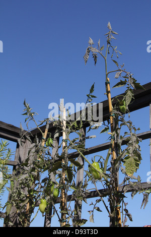 San Marzano pflaumentomate Pflanzen wachsen von Gartenzaun mit blauem Himmel in Rom Italien Stockfoto