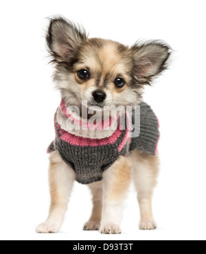 Chihuahua Welpe stehend, 3 Monate alt, sitzt vor weißem Hintergrund verkleidet Stockfoto