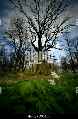 Frühlingsblume Stockfoto
