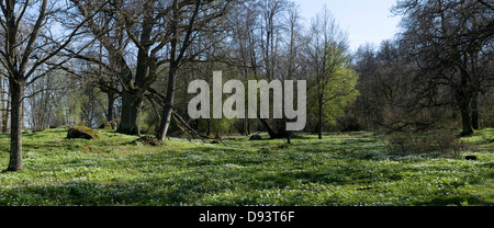 Frühlingswiese Stockfoto