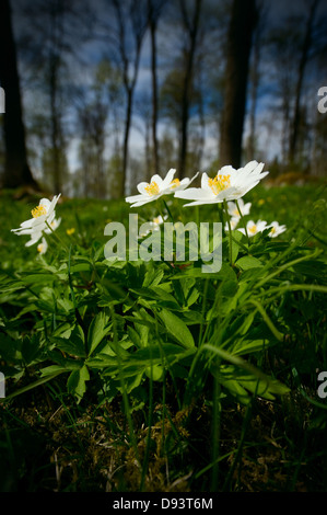 Frühlingsblume Stockfoto