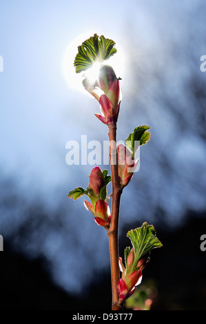 Skandinavien, Schweden, Ansicht von Blume, Nahaufnahme Stockfoto