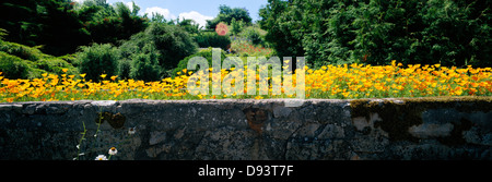 Blumen wachsen auf einer Steinmauer. Stockfoto