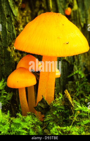 Cluster der kleine orange Pilze (Mycena Leaiana) umgeben von Moos, wenig Cataraqui Conservation Area, Ontario Stockfoto