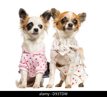 Zwei verkleidete Chihuahuas, 9 Monate alt, sitzen nebeneinander vor weißem Hintergrund Stockfoto