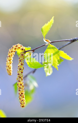 Nahaufnahme von Birkenblatt Stockfoto