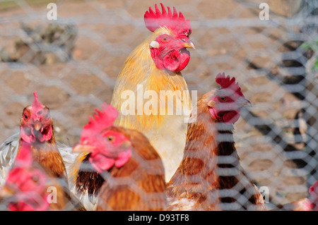 Hahn und Henne hinter Kette Tinte Zaun Stockfoto