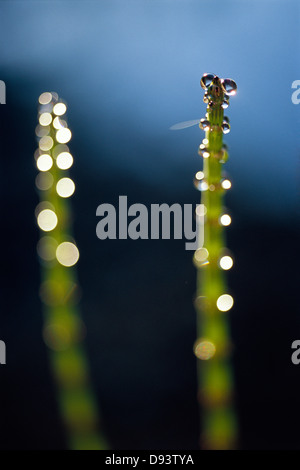 Wassertropfen auf einer Pflanze. Stockfoto