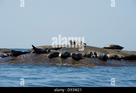 Seehunde liegen auf Felsen Stockfoto