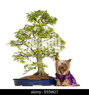 Yorkshire Terrier, 4 Jahre alt, tragen Kimono sitzt neben Bonsai Buche, Fagus Sylvatica, vor weißem Hintergrund Stockfoto