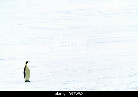 Kaiser-Pinguin stehend auf Schnee bedeckt Landschaft Stockfoto