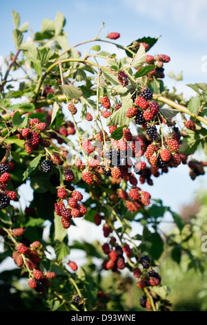 Brombeeren wachsen auf Baum Stockfoto