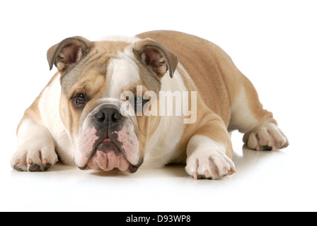 englische Bulldogge Festlegung Blick auf Viewer isoliert auf weißem Hintergrund Stockfoto