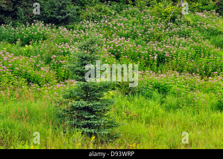 Blühende Joe – Pye Weed Kolonie und Fichten in der Nähe eines kleinen Baches größere Sudbury Naughton Ontario Kanada Stockfoto