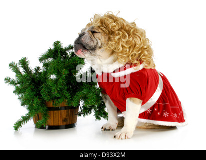 Weihnachten Hund - englische Bulldogge sitzt neben Weihnachtsbaum isoliert auf weißem Hintergrund Stockfoto