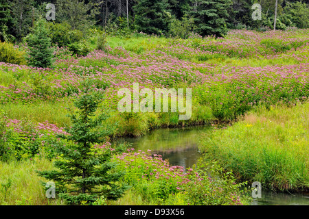 Blühende Joe – Pye Weed Kolonie und Fichten in der Nähe eines kleinen Baches größere Sudbury Naughton Ontario Kanada Stockfoto