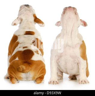 Blick von der vorderen und hinteren Ansicht - englische Bulldogge Welpen Stockfoto