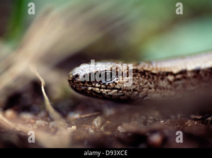 Nahaufnahme der Blindschleiche Stockfoto